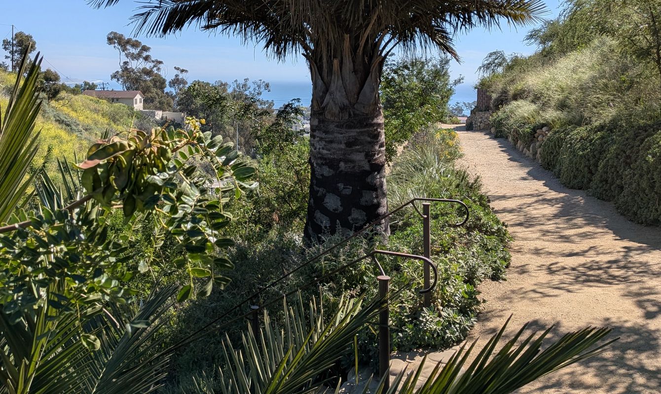 A palm tree stands beside a winding dirt path at the Ventura Botanical Gardens, surrounded by dense greenery and overlooking the ocean under a clear blue sky.