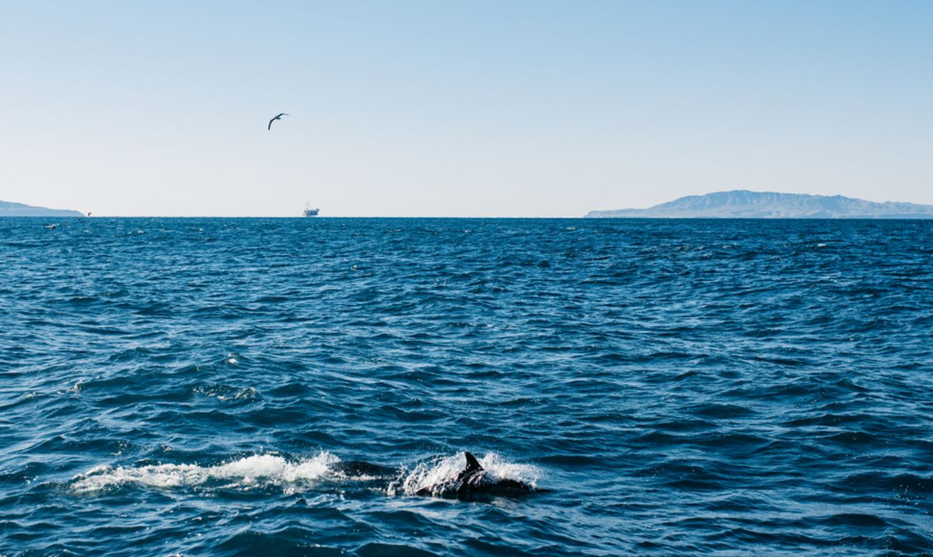 Dolphin Watching in Ventura, California
