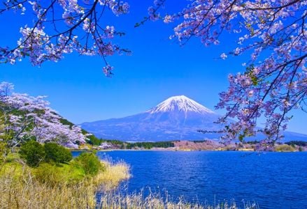 The World's Best Places to See Cherry Blossoms
