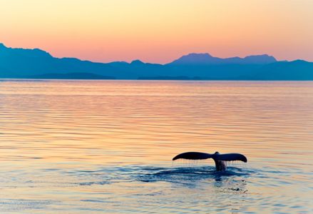 The Very Best Sites for Whale Watching