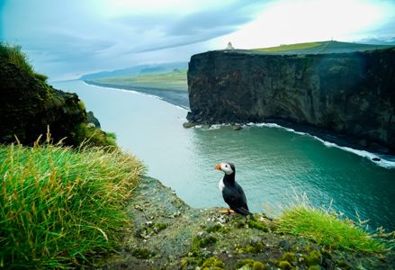 Plan Your Trip to See Puffins in Person