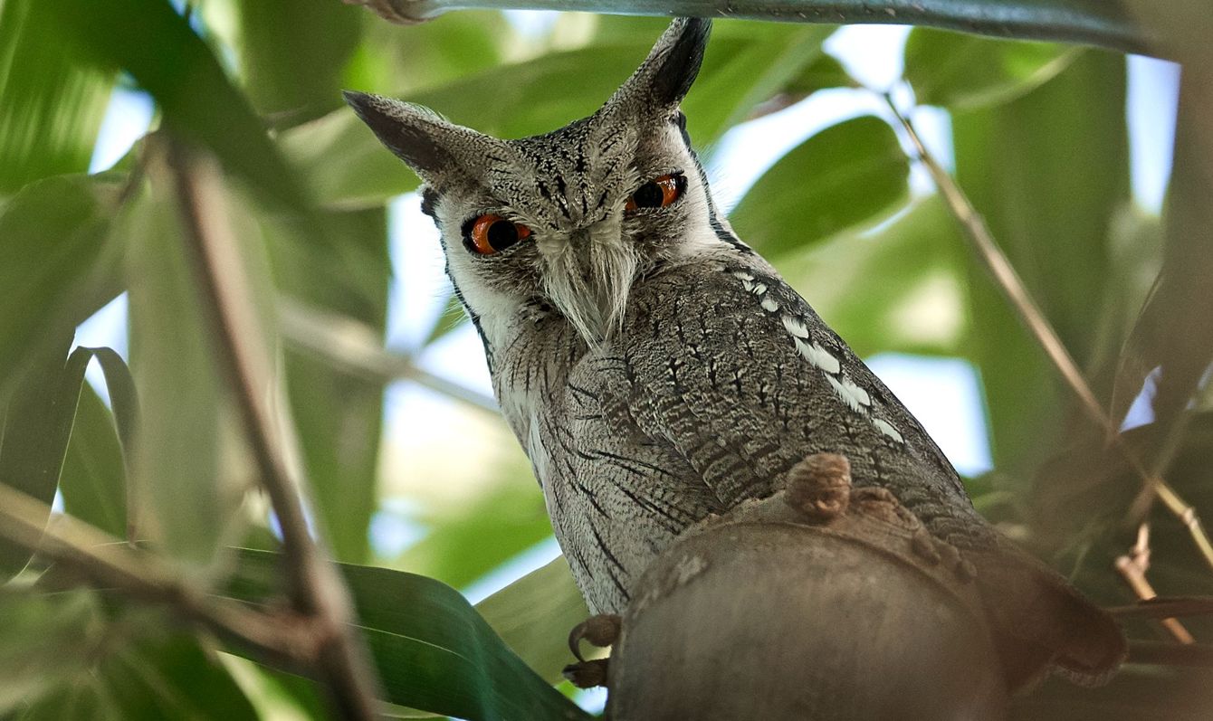 Northern white-faced owl (Ptilopsis leucotis)