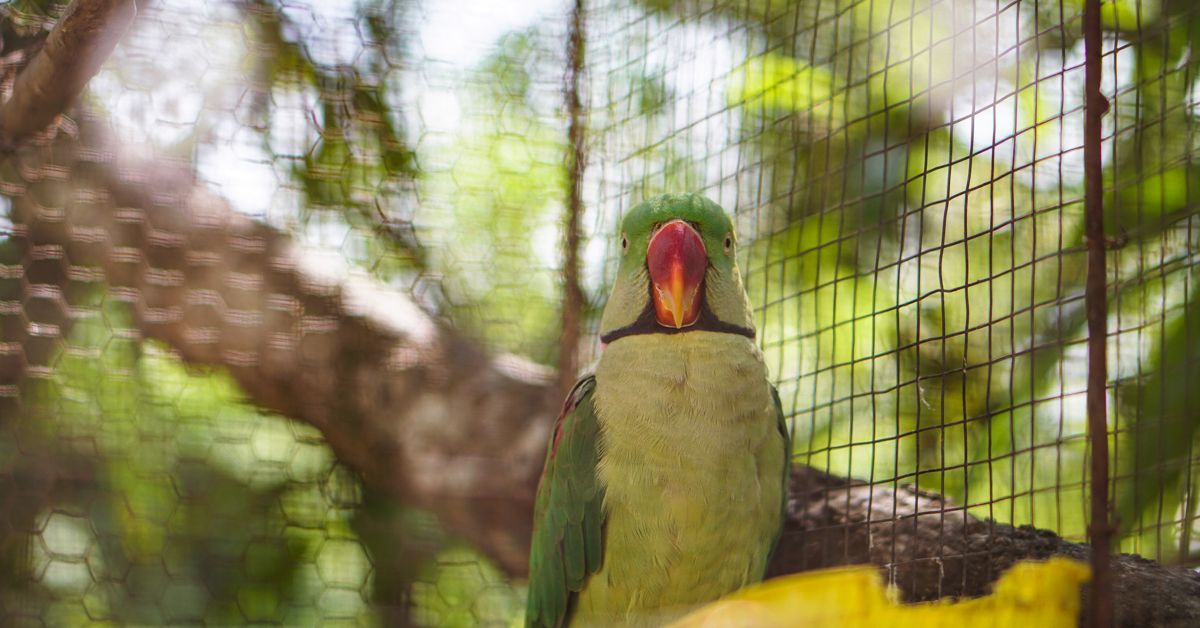 Take a Walk on the Wild Side at the Best Zoos in the World The Getaway