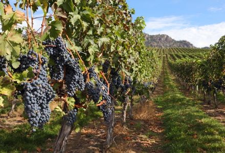 15 Things to Do in Osoyoos