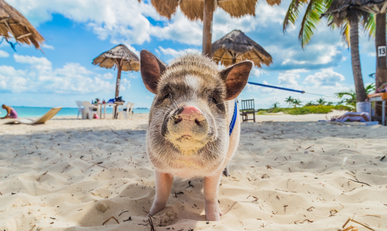 Pig Island The Bahamas' Best Kept Secret The Getaway